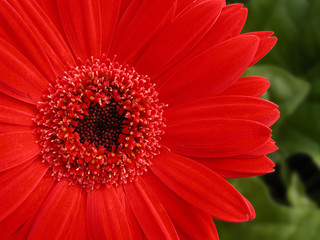 gerbera daisy