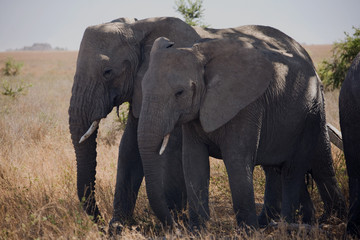 Fototapeta na wymiar animals 054 elephant