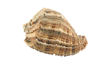 isolated sea shell