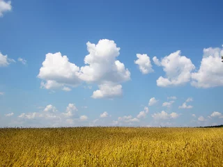 Foto auf Acrylglas a field of wheat © vadim kozlovsky