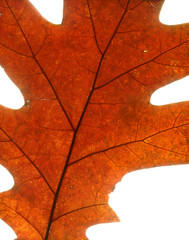 Fototapeta na wymiar autumn maple leaf