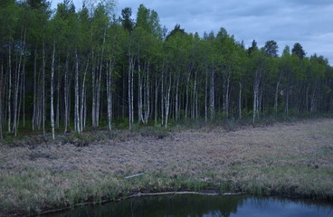birkenwald nordschweden im midsommer