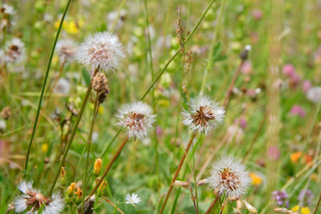 springtime flowers in the field