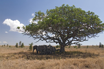 Fototapeta premium animals 050 elephant