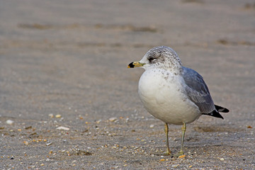 gull on a beach