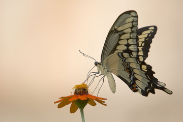 butterfly and flower