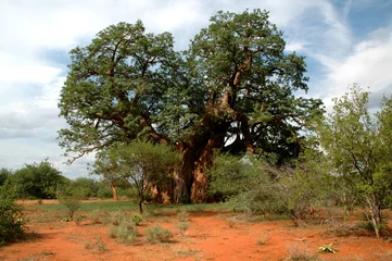 Deurstickers Baobab baobab boom