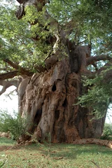 Fotobehang Baobab baobab boom