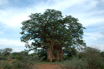 Fototapeta na wymiar baobab drzewo