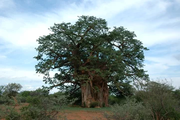 Afwasbaar Fotobehang Baobab baobab boom