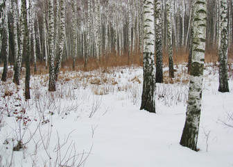 winter forest