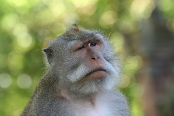winking monkey