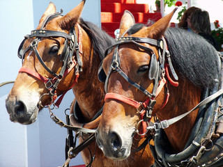 Obraz premium horse team