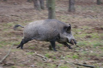 running wild pig