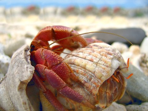 aggressive hermit crab