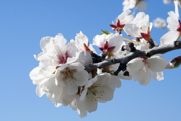 almond blossums