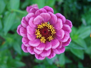 blume: zeig dein sch&ouml;nstes kleid.