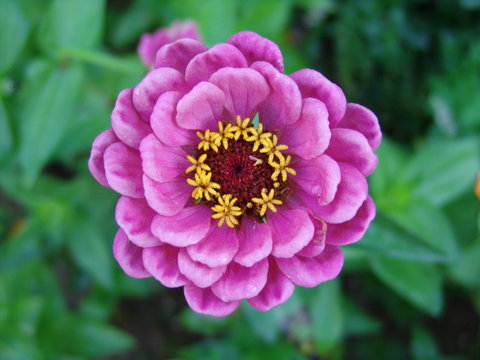 blume: zeig dein sch&ouml;nstes kleid.