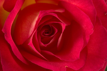 rose (pride of kenya)