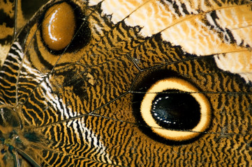 butterfly wing abstract