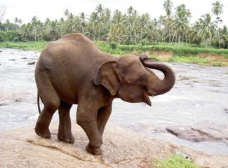 elefante © Joan Albert Lluch