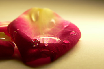 petal of a rose