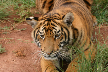 Fototapeta na wymiar tiger cub