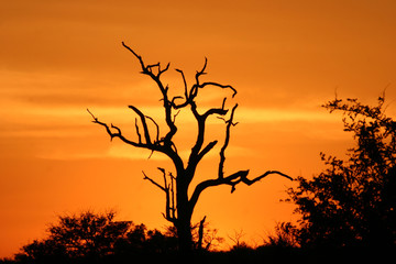 african sunset 2