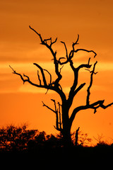 Fototapeta na wymiar african sunset 3