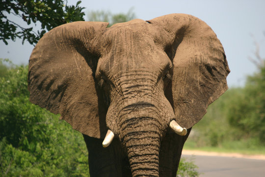 charging elephant