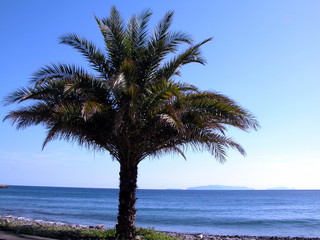palm tree close to the sea