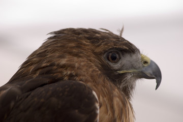 profile of a hawk