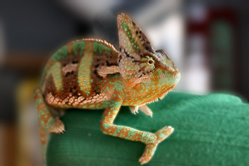 Fototapeta premium chameleon