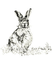the hare