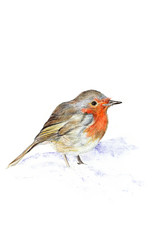 the robin