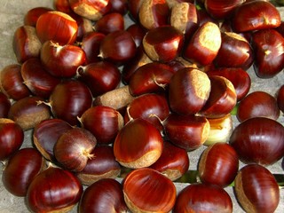 chinese chestnuts