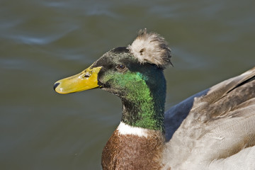duck