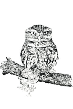the tawny owl