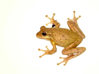 Zelfklevend Fotobehang Kikker tree frog
