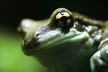 frosch