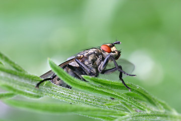fliege