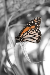 schmetterling