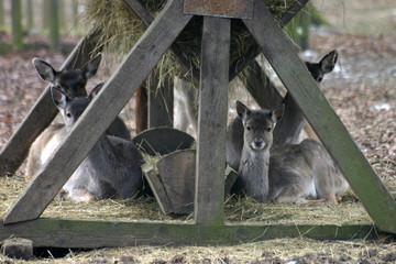 damwild an einer futterkrippe