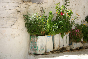 Fototapeta na wymiar Blumen w tłuszczu kanistra / Kreta