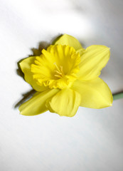 dreamy daffodil