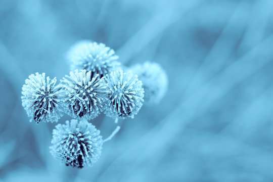 Blue Winter Burdock