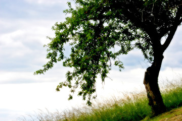 tree in my dream