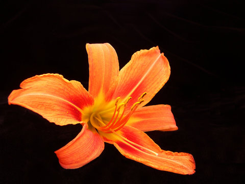 Orange Daylily