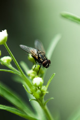 fly
