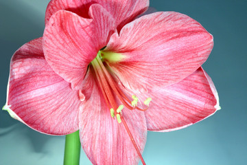 amaryllis pink 1
